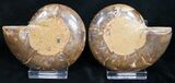 Polished Desmoceras Ammonite Pair #9604-1